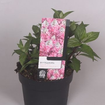 Hydrangea paniculata MAGICAL VESUVIO
