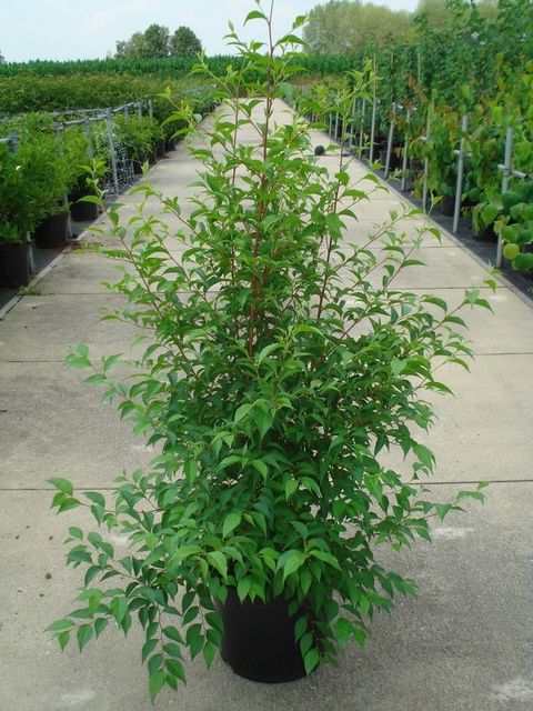 Styrax japonicus