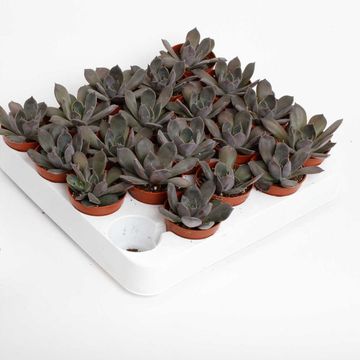 Echeveria 'Joost'