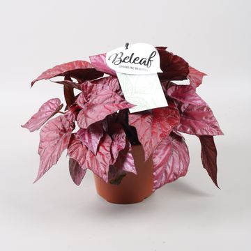 Begonia BELEAF INCA FLAME