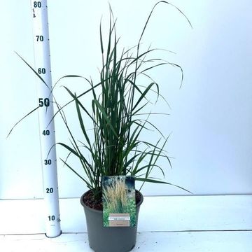 Calamagrostis x acutiflora 'Karl Foerster'