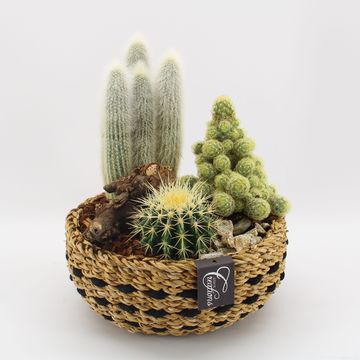 Arrangement Cactus Essentials