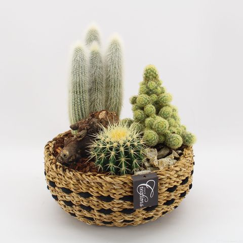 Arrangement Cactus Essentials
