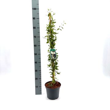 Sollya heterophylla  WHITE