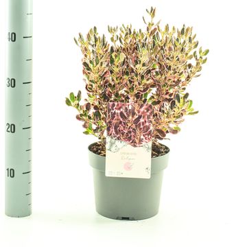 Coprosma 'Eclipse'