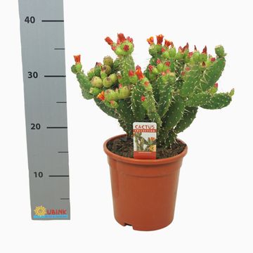 Opuntia quitensis