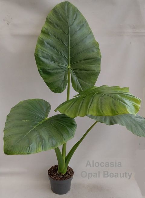 Alocasia 'Opal Beauty'