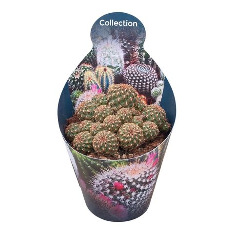 Sulcorebutia canigueralii