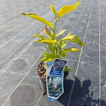 Magnolia x soulangeana