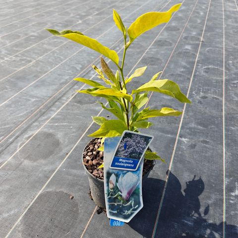 Magnolia x soulangeana
