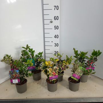 Ilex aquifolium MIX