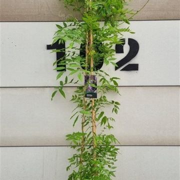 Wisteria sinensis 'Prolific'