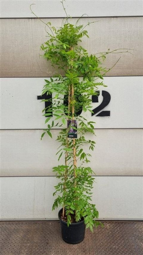 Wisteria sinensis 'Prolific'