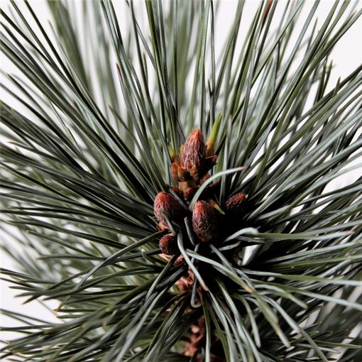 Pinus flexilis 'Vanderwolf's Pyramid'