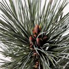 Pinus flexilis 'Vanderwolf's Pyramid'