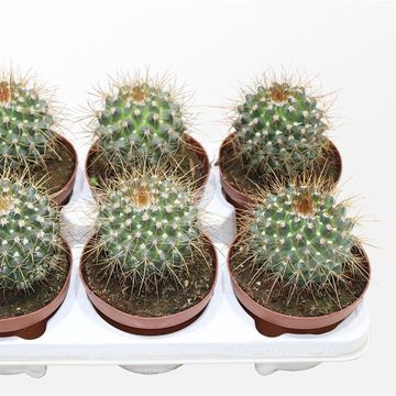 Mammillaria compressa