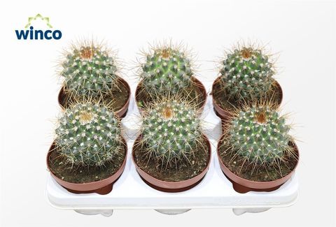 Mammillaria compressa