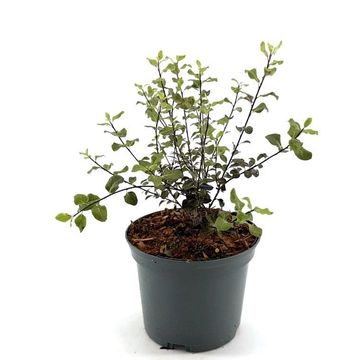 Pittosporum tenuifolium DARK DIVA