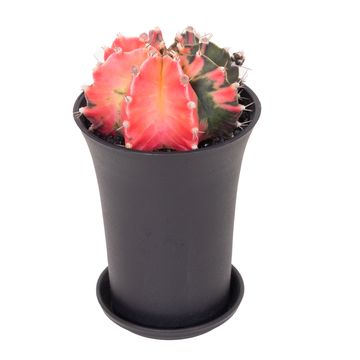 Gymnocalycium mihanovichii 'Variegata'