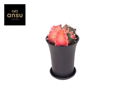 Gymnocalycium mihanovichii 'Variegata'