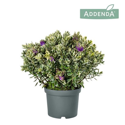 Hebe 'Katrina'