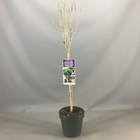 Hibiscus syriacus LAVENDER CHIFFON