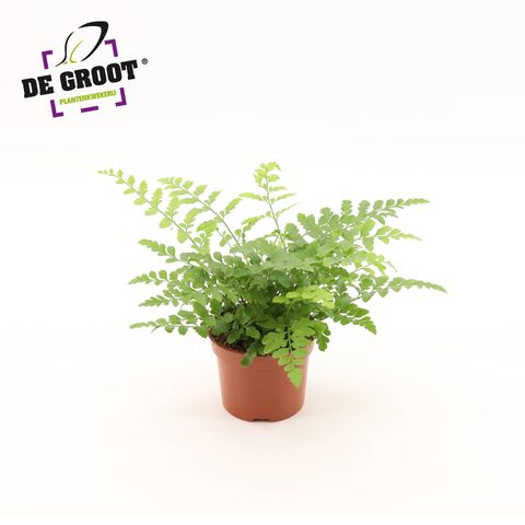 Asplenium 'Parvati'