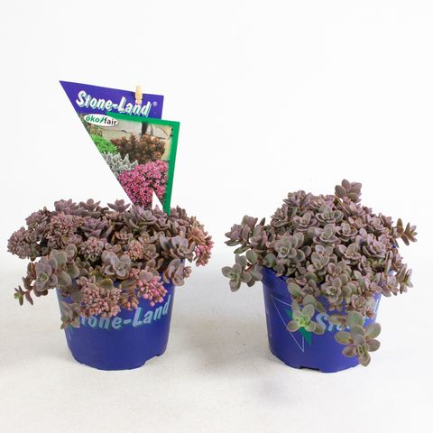 Sedum cauticola 'Lidakense'