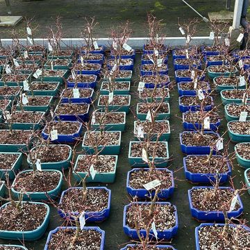 Acer palmatum 'Beni-maiko'