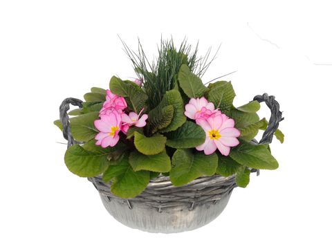 Arrangement Primula