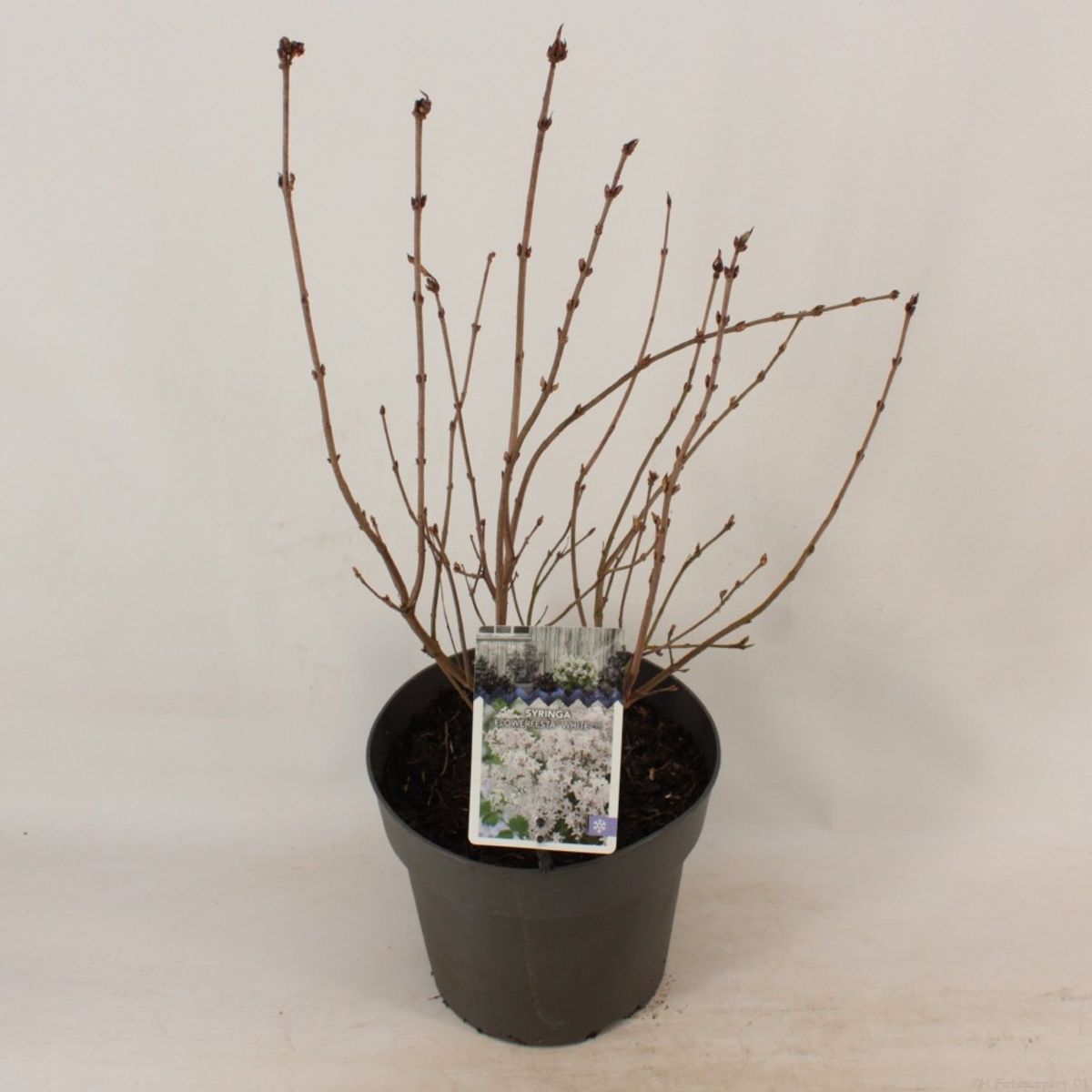 Syringa meyeri FLOWERFESTA WHITE — Groothandel in planten FlorAccess