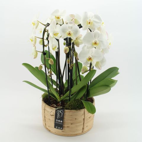 Arrangement Phalaenopsis