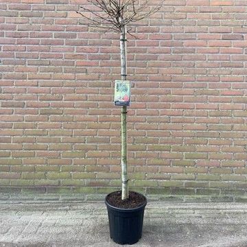 Liquidambar styraciflua 'Gum Ball'