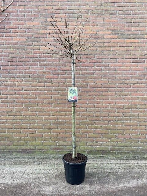 Liquidambar styraciflua 'Gum Ball'