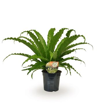 Asplenium antiquum 'Osaka'