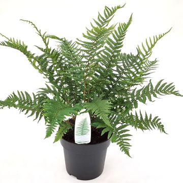 Dryopteris affinis
