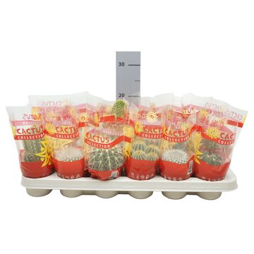 Cactées MIX