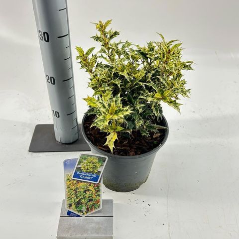 Osmanthus heterophyllus 'Goshiki'