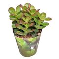 Crassula portulacea