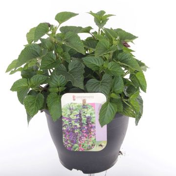 Salvia guaranitica 'Fuchsia'