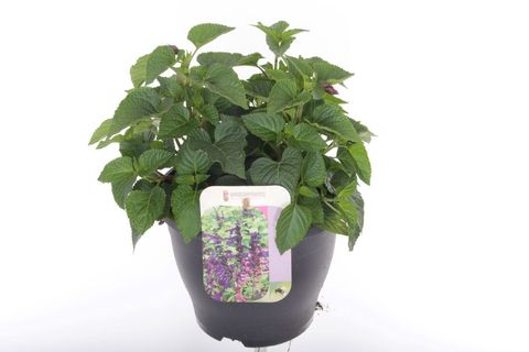 Salvia guaranitica 'Fuchsia'