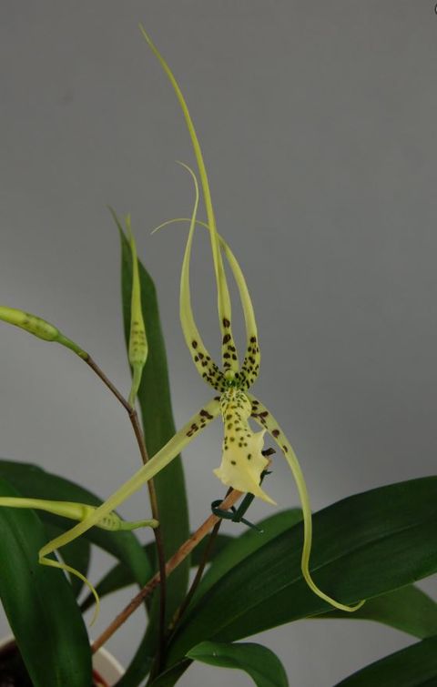 Brassia maculata