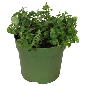 Origanum vulgare 'Margeritha'
