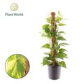 Epipremnum HAWAIIAN
