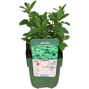 Mentha spicata 'Moroccan'