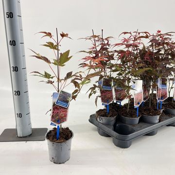 Acer palmatum 'Atropurpureum'