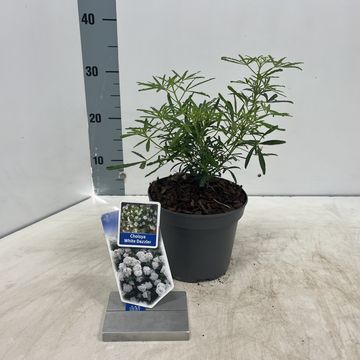 Choisya WHITE DAZZLER
