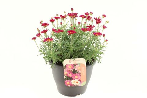 Argyranthemum frutescens MOLIMBA MAGGY ROSE