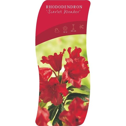 Rhododendron 'Скарлет Вандер'