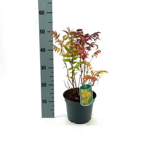 Sorbaria sorbifolia 'Sem'